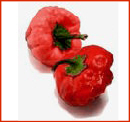 Jamaican Red Scotch Bonnet