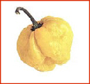 Jamaican Yellow Scotch Bonnet
